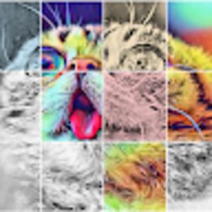 Meet your Posher, Kitty